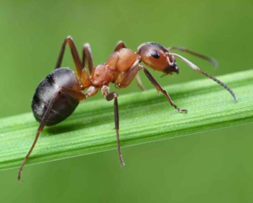 Los tipos de hormigas en México