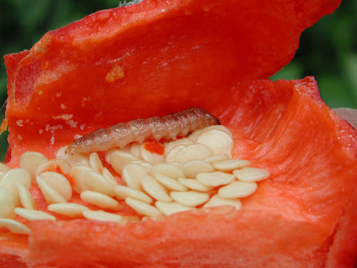plaga larva o gusano del pimiento