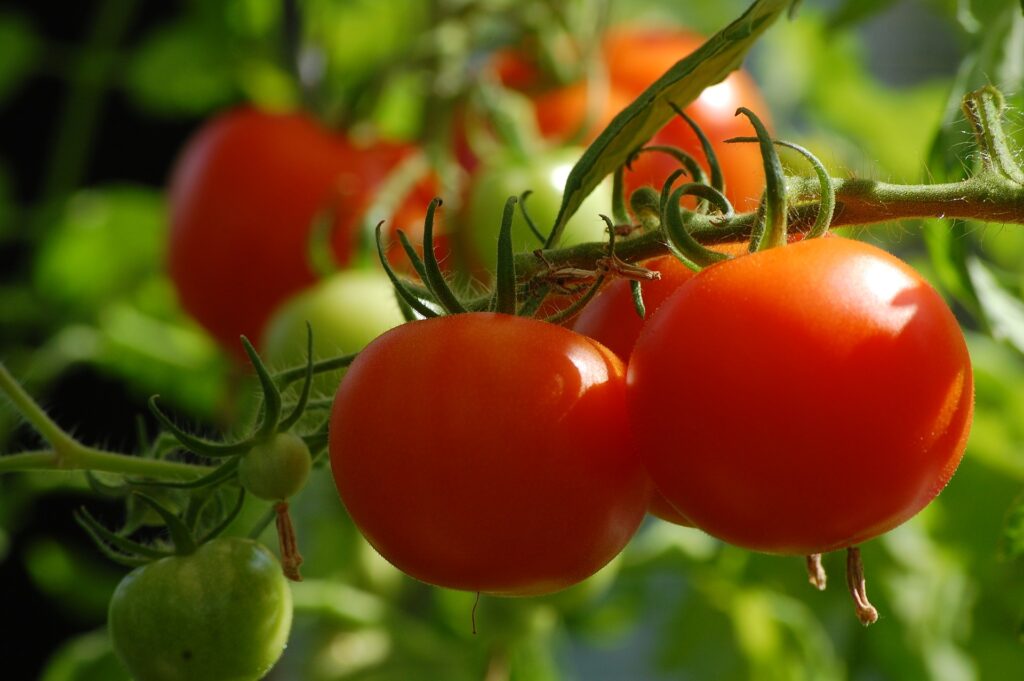 como combatir las plagas del tomate