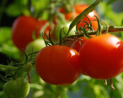 como combatir las plagas del tomate