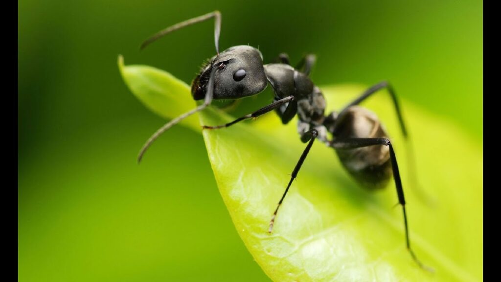 Que comen las hormigas negras