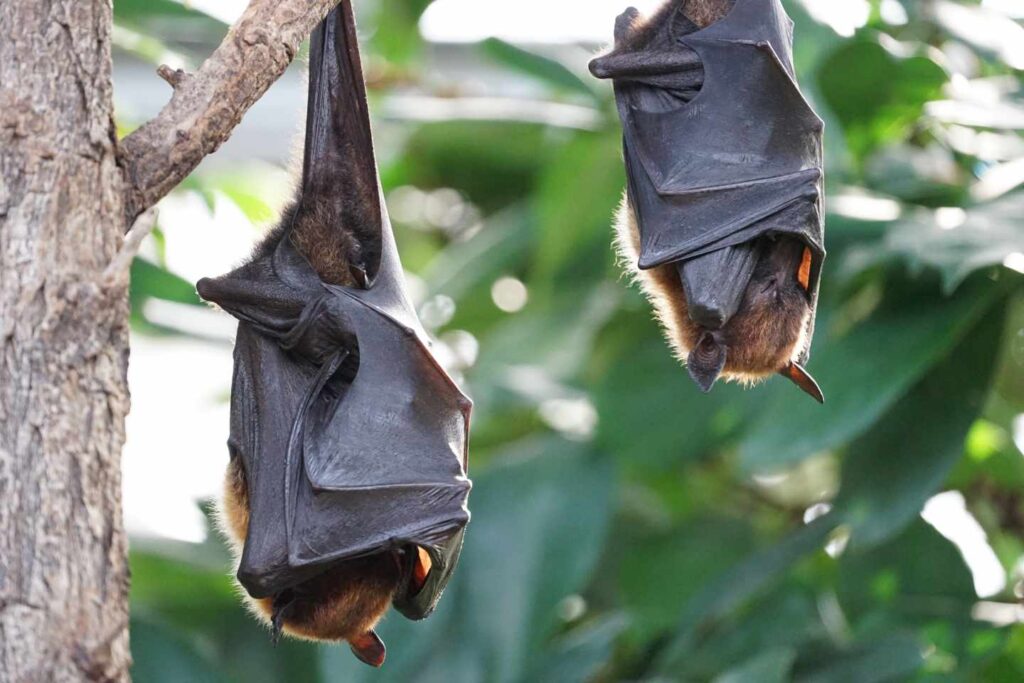 Fumigación contra murciélagos