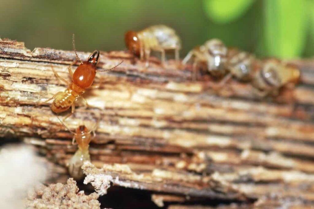 Cómo matar a las termitas de forma natural