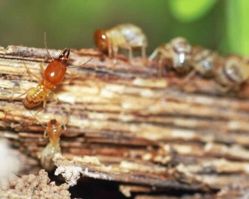 Cómo matar a las termitas de forma natural