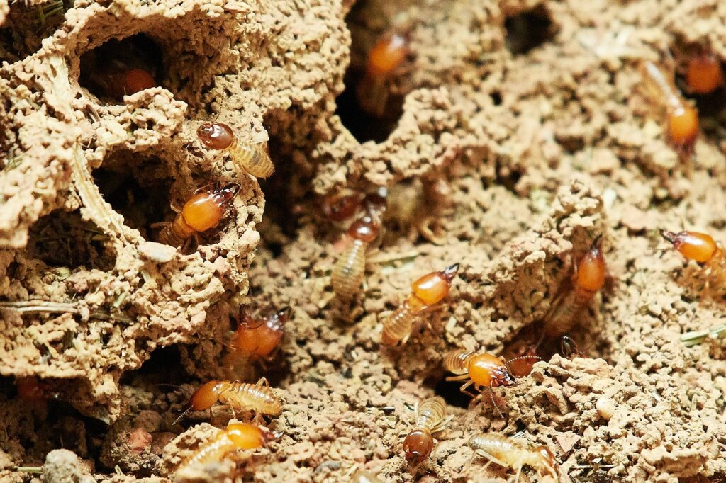 excrementos termitas
