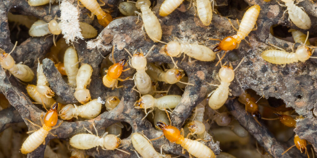Invierte en el control de plagas de termitas y protege tu casa
