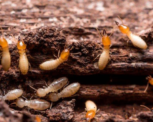 La importancia de una fianza contra las termitas