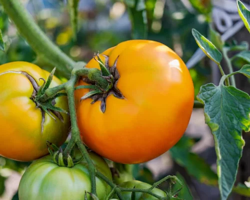 Cuáles son las enfermedades más comunes del tomate