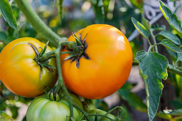 Cuáles son las enfermedades más comunes del tomate