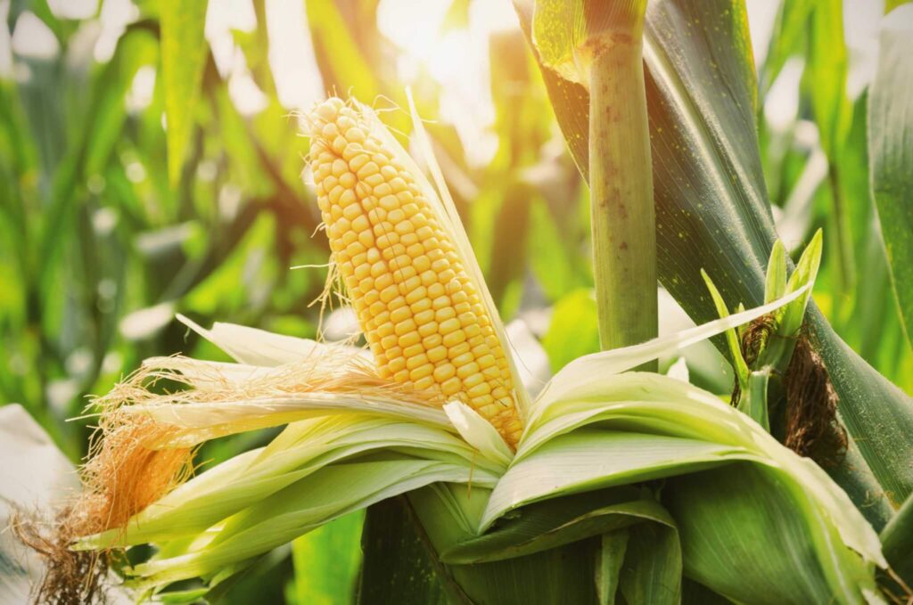 Cómo eliminar los gusanos de las plantas del maíz