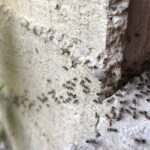 ¿Cómo ahuyentar a las hormigas con remedios caseros?